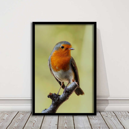 Robin photograph. Printed, Framed picture with choice of frame colour bird