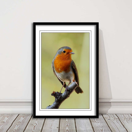 Robin photograph. Printed, Framed picture with choice of frame colour bird