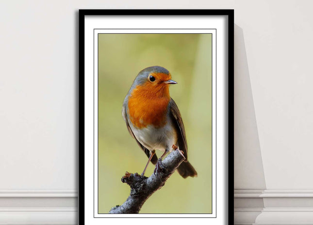 Robin photograph. Printed, Framed picture with choice of frame colour bird