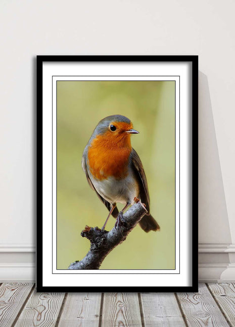 Robin photograph. Printed, Framed picture with choice of frame colour bird