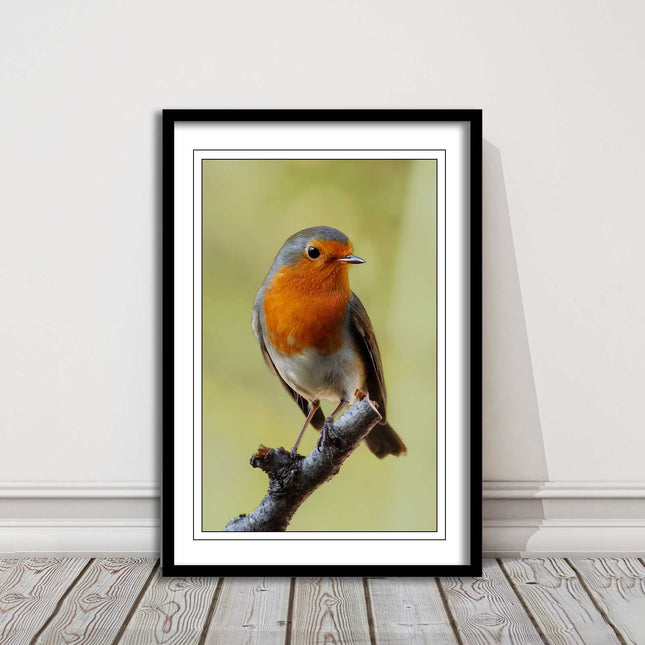 Robin photograph. Printed, Framed picture with choice of frame colour bird