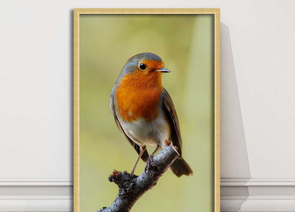 Robin photograph. Printed, Framed picture with choice of frame colour bird