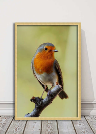Robin photograph. Printed, Framed picture with choice of frame colour bird