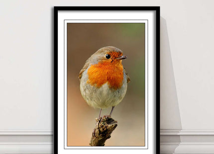 Robin photograph. Printed, Framed picture bird wildlife choice