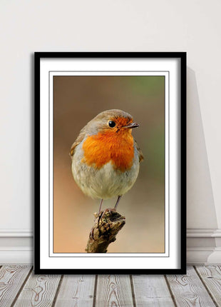 Robin photograph. Printed, Framed picture bird wildlife choice
