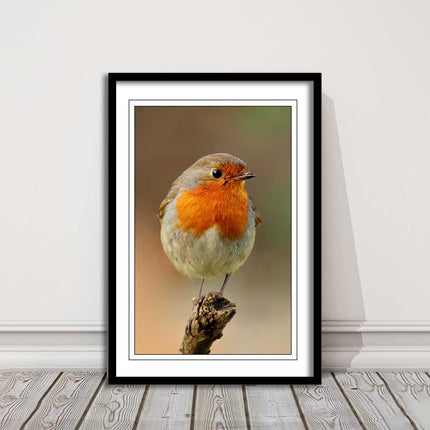 Robin photograph. Printed, Framed picture bird wildlife choice