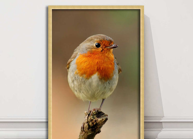 Robin photograph. Printed, Framed picture bird wildlife choice