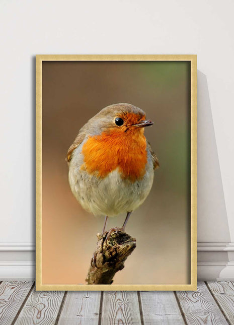 Robin photograph. Printed, Framed picture bird wildlife choice