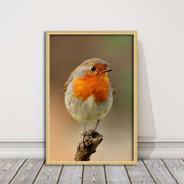 Robin photograph. Printed, Framed picture bird wildlife choice