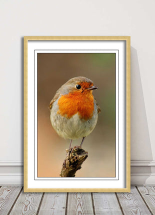 Robin photograph. Printed, Framed picture bird wildlife choice