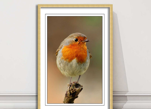Robin photograph. Printed, Framed picture bird wildlife choice