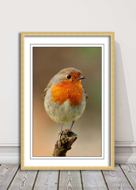 Robin photograph. Printed, Framed picture bird wildlife choice