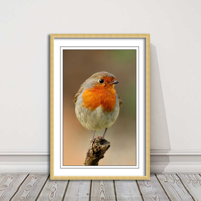 Robin photograph. Printed, Framed picture bird wildlife choice