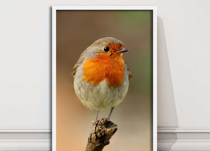 Robin photograph. Printed, Framed picture bird wildlife choice