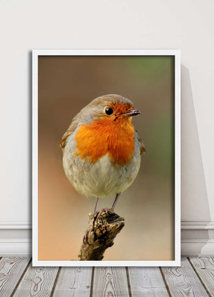 Robin photograph. Printed, Framed picture bird wildlife choice