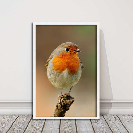 Robin photograph. Printed, Framed picture bird wildlife choice