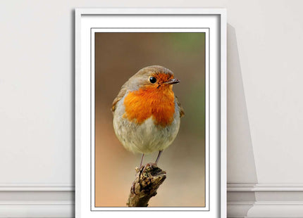 Robin photograph. Printed, Framed picture bird wildlife choice