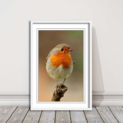 Robin photograph. Printed, Framed picture bird wildlife choice