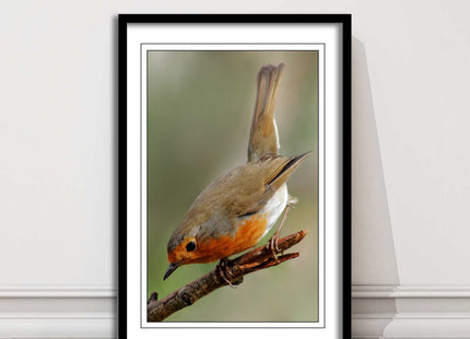 Robin photograph. Printed, Framed picture choice of frame colour