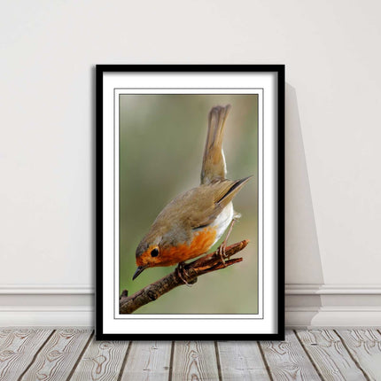 Robin photograph. Printed, Framed picture choice of frame colour