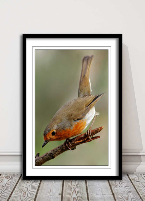 Robin photograph. Printed, Framed picture choice of frame colour