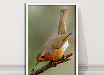 Robin photograph. Printed, Framed picture choice of frame colour