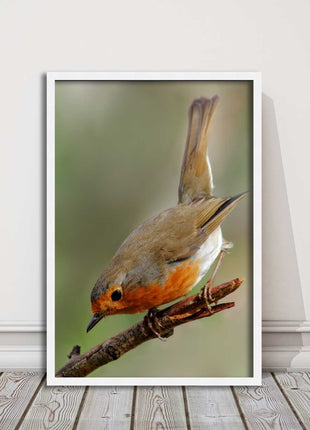 Robin photograph. Printed, Framed picture choice of frame colour