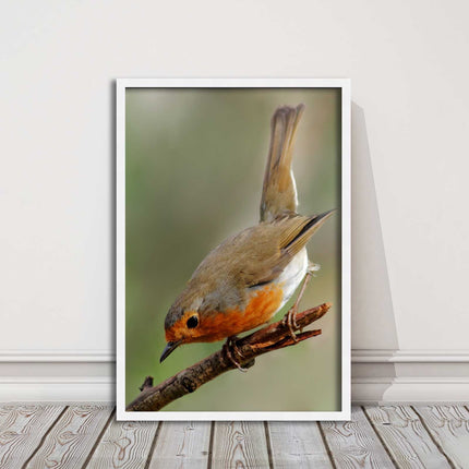 Robin photograph. Printed, Framed picture choice of frame colour