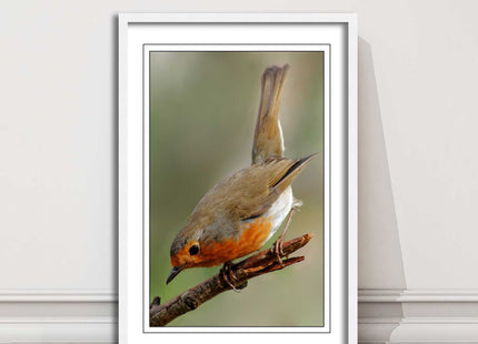 Robin photograph. Printed, Framed picture choice of frame colour