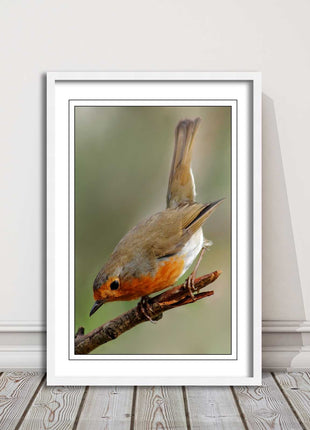 Robin photograph. Printed, Framed picture choice of frame colour