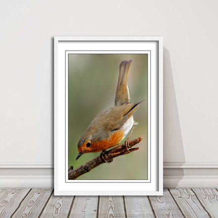 Robin photograph. Printed, Framed picture choice of frame colour