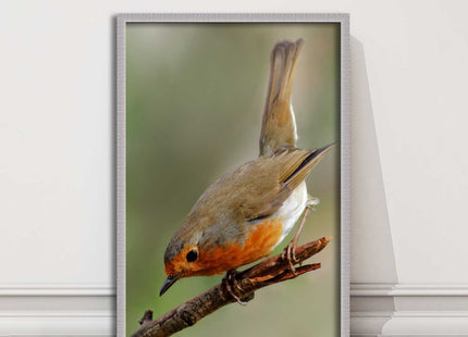 Robin photograph. Printed, Framed picture choice of frame colour