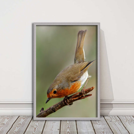 Robin photograph. Printed, Framed picture choice of frame colour