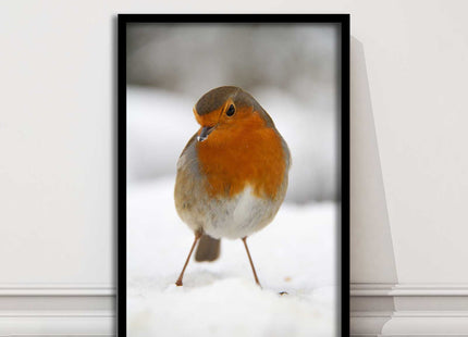 picture frame wall art robin in the snowprinted and frame included