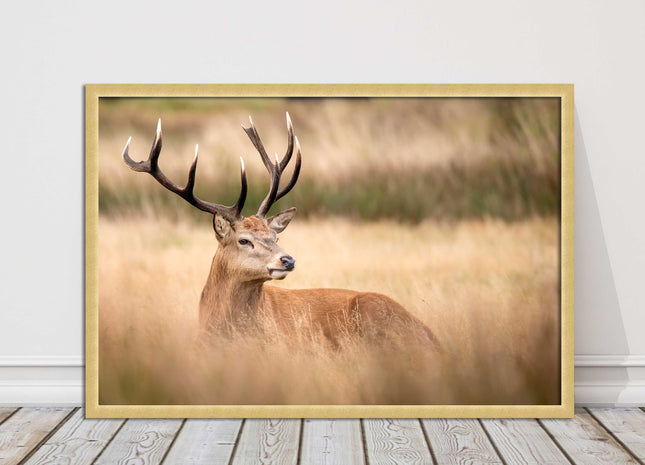 Stag long grass field. Framed picture with choice of frame colours and options.