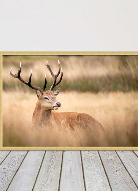 Stag long grass field. Framed picture with choice of frame colours and options.