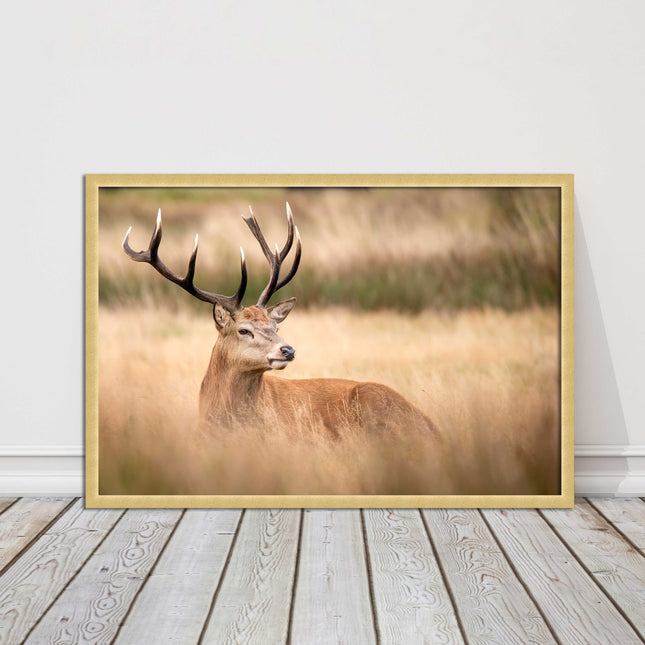 Stag long grass field. Framed picture with choice of frame colours and options.