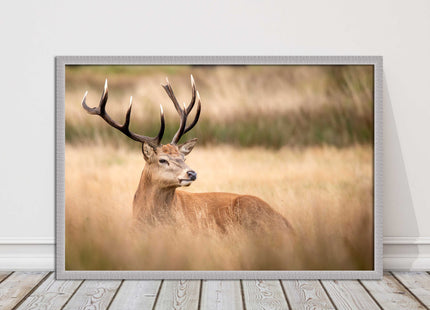 Stag long grass field. Framed picture with choice of frame colours and options.