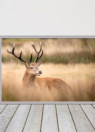 Stag long grass field. Framed picture with choice of frame colours and options.