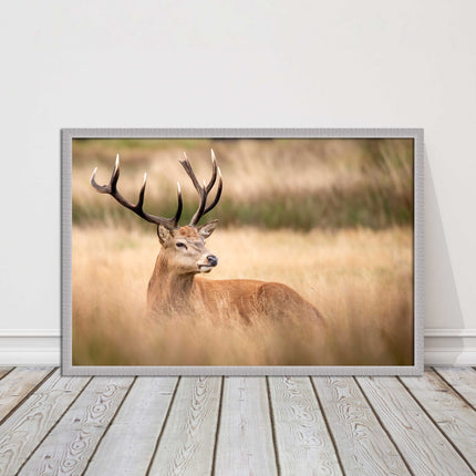 Stag long grass field. Framed picture with choice of frame colours and options.