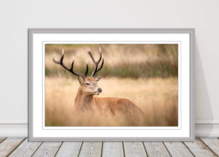 Stag long grass field. Framed picture with choice of frame colours and options.
