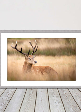 Stag long grass field. Framed picture with choice of frame colours and options.