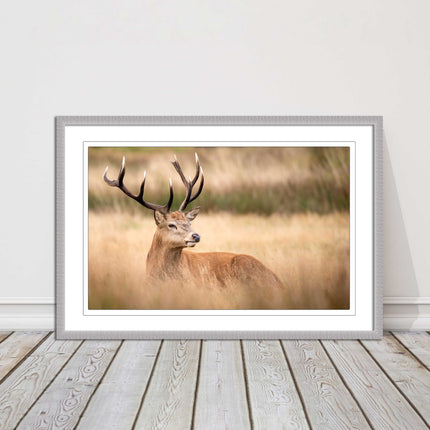 Stag long grass field. Framed picture with choice of frame colours and options.