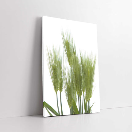 Wheat bundle. Green with white background modern picture, canvas print. Portrait