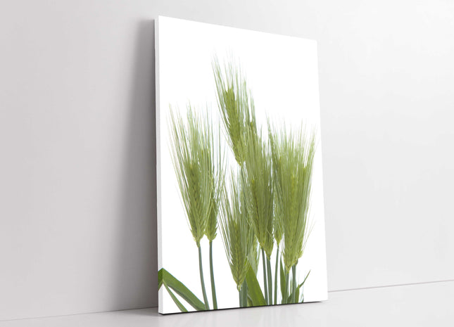 Wheat bundle. Green with white background modern picture, canvas print. Portrait