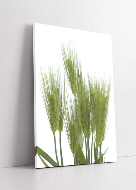 Wheat bundle. Green with white background modern picture, canvas print. Portrait