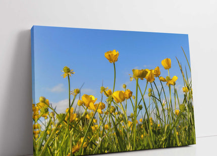 Wild flowers, buttercups and grasses printed canvas picture print.