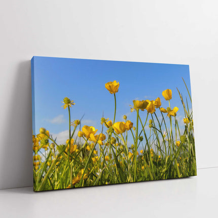 Wild flowers, buttercups and grasses printed canvas picture print.