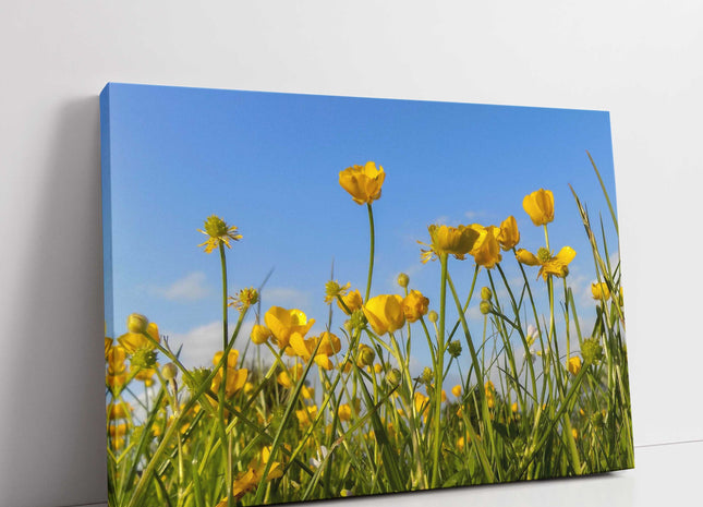 Wild flowers, buttercups and grasses printed canvas picture print.