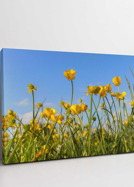 Wild flowers, buttercups and grasses printed canvas picture print.